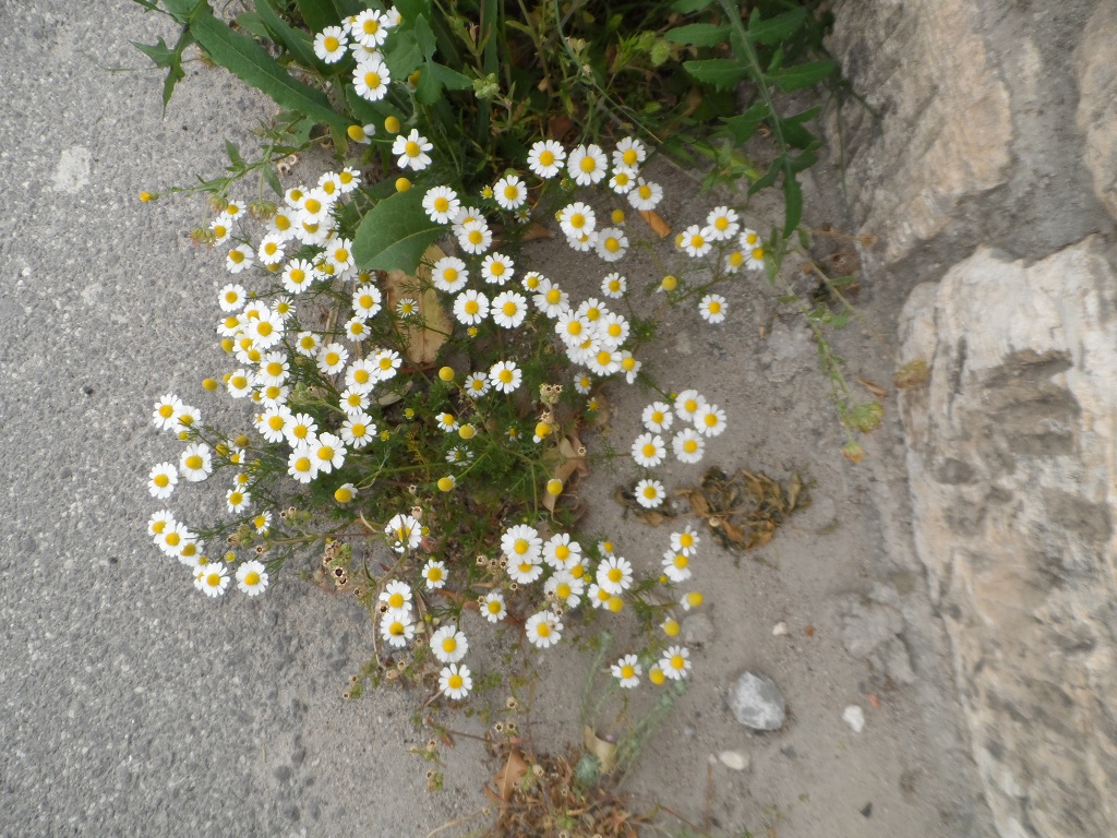 SAM_3071