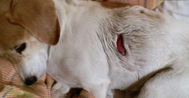 δάγκωμα σκύλου