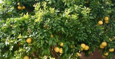 δέντρο βιβλιοθήκης Αίγινας