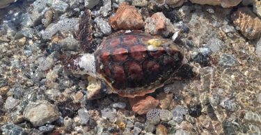 νεκρή χελώνα